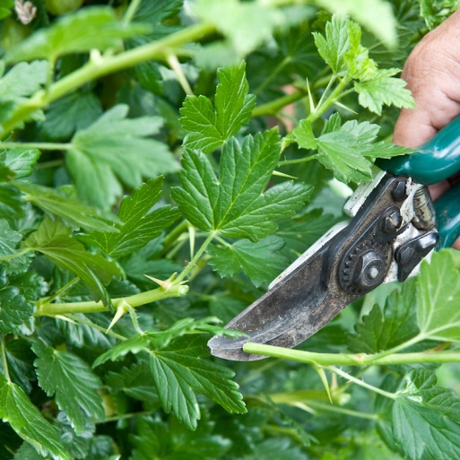 In early or midsummer, prune back all sideshoots on gooseberries so that there are only five leaves left.